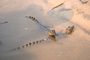 Bébés crocodiles