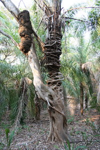 Liane parasite dévorant un palmier