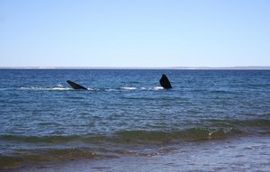 Une baleine à seulement quelques mètres du bord