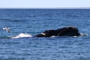 Mouette poursuivant une baleine