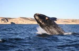 Baleine franche australe à Puerto Pyramides