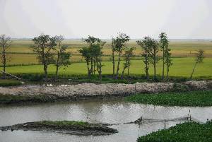 Rizieres et canal d’irrigation
