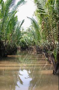 Petit canal borde de bambous immenses