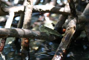 Poisson amphibie dans la mangrove