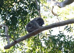 Koala endormi dans les hauteurs