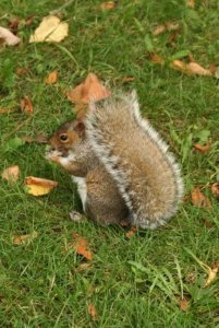 Petit écureuil du parc